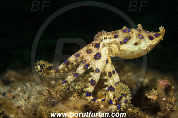 Lembeh strait, Sulawesi, Indonesia, Hapalochlaena sp., Hapalochlaena, Octopodidae, Blue-ringed octopus, Octopus, Cephalopoda, Mollusca, Mollusc