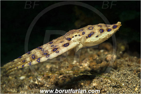 Lembeh strait, Sulawesi, Indonesia, Hapalochlaena sp., Hapalochlaena, Octopodidae, Blue-ringed octopus, Octopus, Cephalopoda, Mollusca, Mollusc
