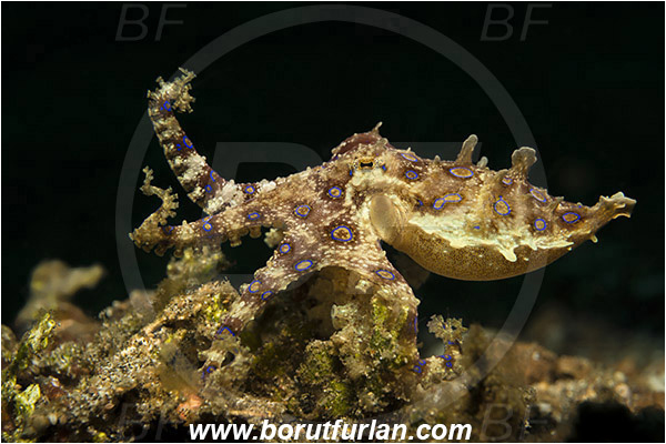 Lembeh strait, Sulawesi, Indonesia, Hapalochlaena sp., Hapalochlaena, Octopodidae, Blue-ringed octopus, Octopus, Cephalopoda, Mollusca, Mollusc
