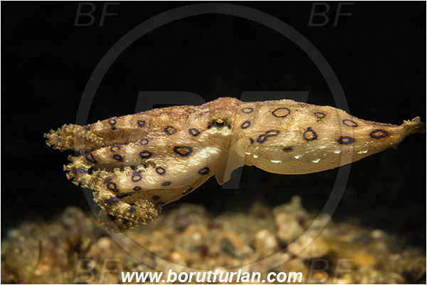 Lembeh strait, Sulawesi, Indonesia, Hapalochlaena sp., Hapalochlaena, Octopodidae, Blue-ringed octopus, Octopus, Cephalopoda, Mollusca, Mollusc