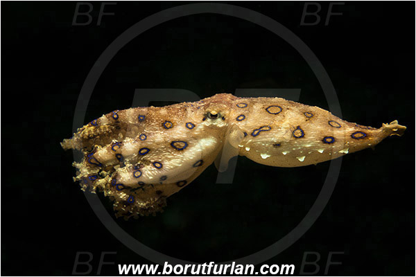 Lembeh strait, Sulawesi, Indonesia, Hapalochlaena sp., Hapalochlaena, Octopodidae, Blue-ringed octopus, Octopus, Cephalopoda, Mollusca, Mollusc