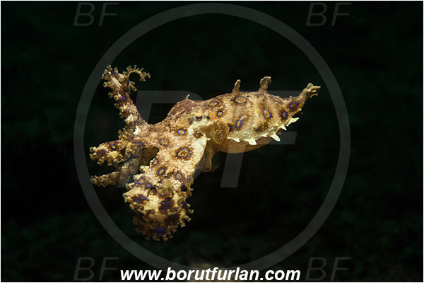Lembeh strait, Sulawesi, Indonesia, Hapalochlaena sp., Hapalochlaena, Octopodidae, Blue-ringed octopus, Octopus, Cephalopoda, Mollusca, Mollusc
