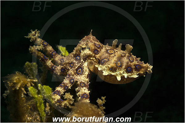 Lembeh strait, Sulawesi, Indonesia, Hapalochlaena sp., Hapalochlaena, Octopodidae, Blue-ringed octopus, Octopus, Cephalopoda, Mollusca, Mollusc
