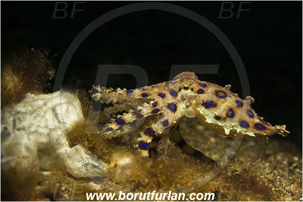 Lembeh strait, Sulawesi, Indonesia, Hapalochlaena sp., Hapalochlaena, Octopodidae, Blue-ringed octopus, Octopus, Cephalopoda, Mollusca, Mollusc
