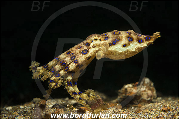 Lembeh strait, Sulawesi, Indonesia, Hapalochlaena sp., Hapalochlaena, Octopodidae, Blue-ringed octopus, Octopus, Cephalopoda, Mollusca, Mollusc