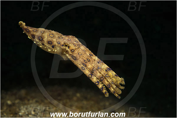Lembeh strait, Sulawesi, Indonesia, Hapalochlaena sp., Hapalochlaena, Octopodidae, Blue-ringed octopus, Octopus, Cephalopoda, Mollusca, Mollusc