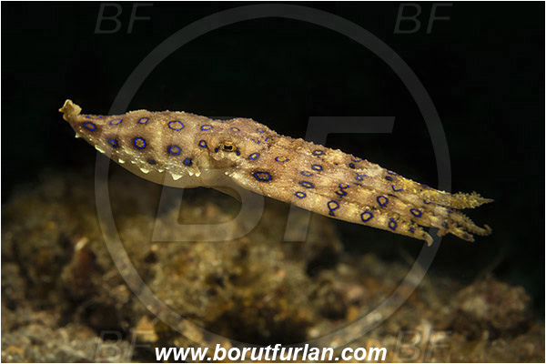 Lembeh strait, Sulawesi, Indonesia, Hapalochlaena sp., Hapalochlaena, Octopodidae, Blue-ringed octopus, Octopus, Cephalopoda, Mollusca, Mollusc