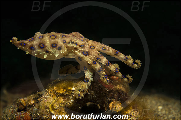 Lembeh strait, Sulawesi, Indonesia, Hapalochlaena sp., Hapalochlaena, Octopodidae, Blue-ringed octopus, Octopus, Cephalopoda, Mollusca, Mollusc