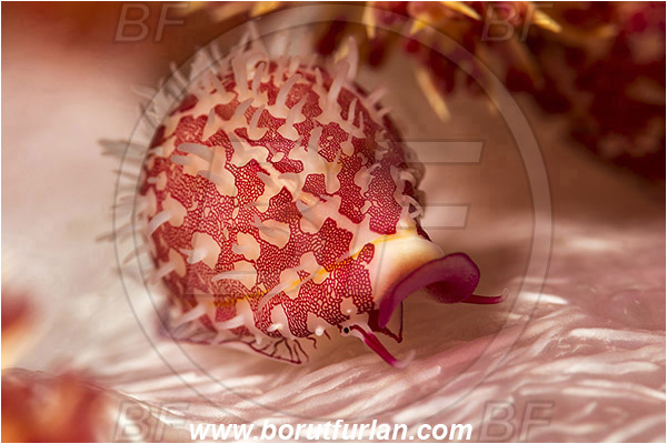 Lembeh strait, Sulawesi, Indonesia, Diminovula stigma, Diminovula, Ovulidae, Cowry, Sea snail, Gastropoda, Mollusca, Mollusc