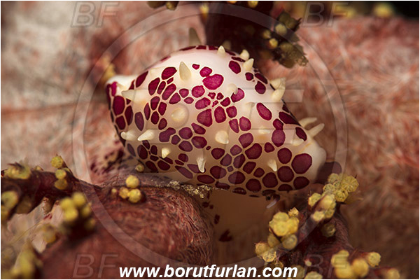 Lembeh strait, Sulawesi, Indonesia, Primovula rosewateri, Primovula, Ovulidae, Rosewater