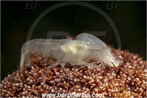 Lembeh strait, Sulawesi, Indonesia, Synalpheus neomeris, Synalpheus, Alpheidae, Decapoda, Soft coral snapping shrimp, Snapping shrimp, Shrimp, Crustacea, Crustacean