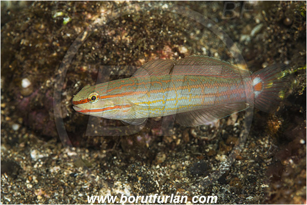 Lembeh strait, Sulawesi, Indonesia, Amblygobius decussatus, Amblygobius, Gobiidae, Orange-striped goby, Crosshatch goby, Goby, Fish
