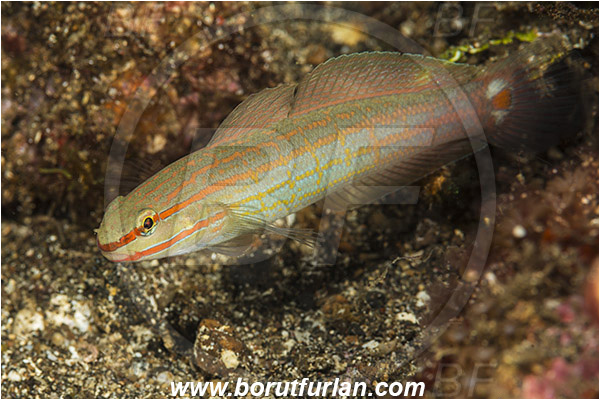 Lembeh strait, Sulawesi, Indonesia, Amblygobius decussatus, Amblygobius, Gobiidae, Orange-striped goby, Crosshatch goby, Goby, Fish