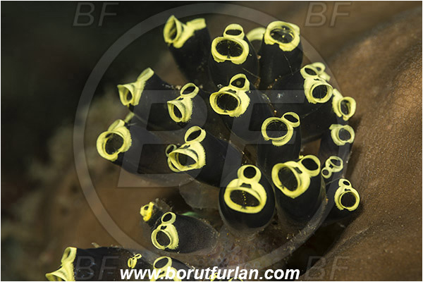 Lembeh strait, Sulawesi, Indonesia, Clavelina robusta, Clavelina, Colony of Tunicates, Ascidiacea, Tunicata, Tunicate, Clavelinidae