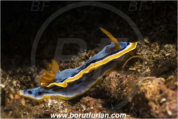 Lembeh strait, Sulawesi, Indonesia, Chromodoris annae, Chromodoris, Anna
