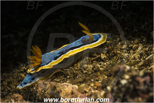 Lembeh strait, Sulawesi, Indonesia, Chromodoris annae, Chromodoris, Anna