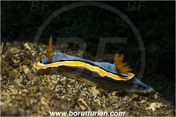 Lembeh strait, Sulawesi, Indonesia, Chromodoris annae, Chromodoris, Anna