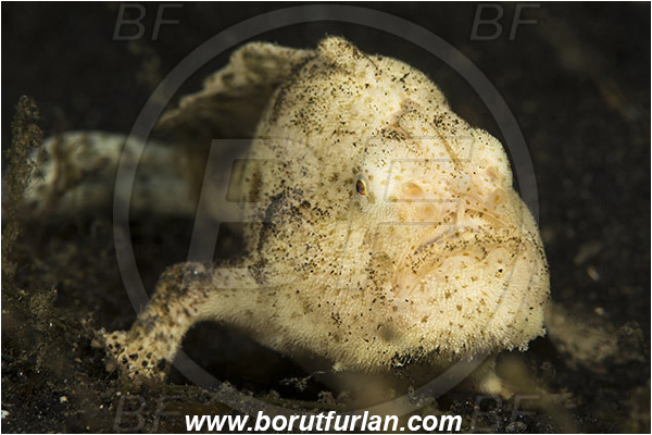 Lembeh strait, Sulawesi, Indonesia, Antennarius striatus, Antennarius, Antennariidae, Hairy frogfish - white variation, Frogfish, Fish, Portrait