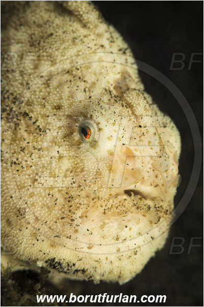 Lembeh strait, Sulawesi, Indonesia, Antennarius striatus, Antennarius, Antennariidae, Hairy frogfish - white variation, Frogfish, Fish, Portrait