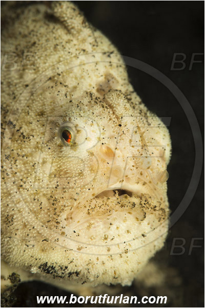 Lembeh strait, Sulawesi, Indonesia, Antennarius striatus, Antennarius, Antennariidae, Hairy frogfish - white variation, Frogfish, Fish, Portrait