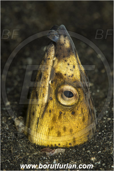 Lembeh strait, Sulawesi, Indonesia, Pisodonophis cancrivorus, Pisodonophis, Ophichthidae, Longfin snake-eel, Snake-eel, Fish, Portrait