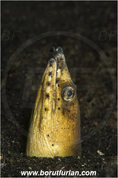 Lembeh strait, Sulawesi, Indonesia, Pisodonophis cancrivorus, Pisodonophis, Ophichthidae, Longfin snake-eel, Snake-eel, Fish, Portrait