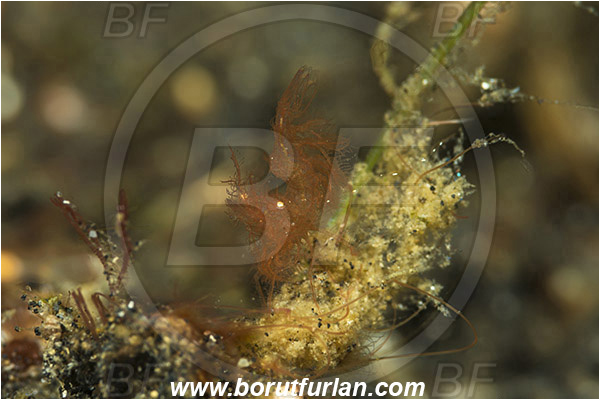 Lembeh strait, Sulawesi, Indonesia, Phycocaris simulans, Phycocaris, Hippolytidae, Decapoda, Hairy Shrimp, Shrimp, Crustacea, Crustacean