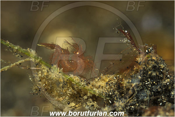 Lembeh strait, Sulawesi, Indonesia, Phycocaris simulans, Phycocaris, Hippolytidae, Decapoda, Hairy Shrimp, Shrimp, Crustacea, Crustacean