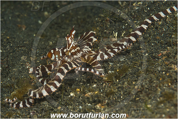 Lembeh strait, Sulawesi, Indonesia, Wunderpus photogenicus, Wunderpus, Octopodidae, Cephalopoda, Mollusca, Mollusc, Wunderpus Octopus, Octopus