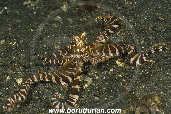 Lembeh strait, Sulawesi, Indonesia, Wunderpus photogenicus, Wunderpus, Octopodidae, Cephalopoda, Mollusca, Mollusc, Wunderpus Octopus, Octopus