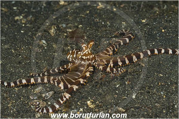 Lembeh strait, Sulawesi, Indonesia, Wunderpus photogenicus, Wunderpus, Octopodidae, Cephalopoda, Mollusca, Mollusc, Wunderpus Octopus, Octopus