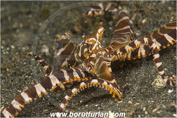 Lembeh strait, Sulawesi, Indonesia, Wunderpus photogenicus, Wunderpus, Octopodidae, Cephalopoda, Mollusca, Mollusc, Wunderpus Octopus, Octopus