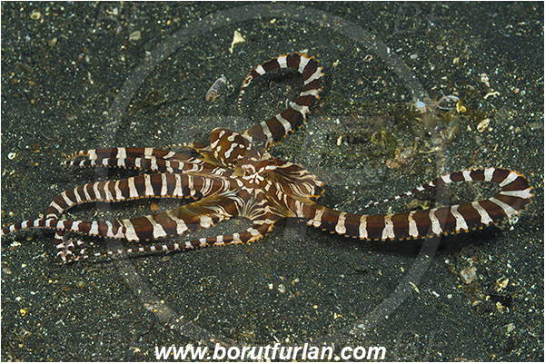 Lembeh strait, Sulawesi, Indonesia, Wunderpus photogenicus, Wunderpus, Octopodidae, Cephalopoda, Mollusca, Mollusc, Wunderpus Octopus, Octopus
