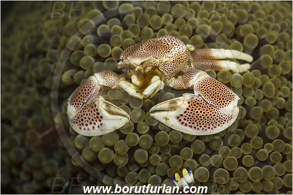 Lembeh strait, Sulawesi, Indonesia, Neopetrolisthes maculatus, Neopetrolisthes, Porcellanidae, Decapoda, Porcelain Crab, Crab, Crustacea, Crustacean