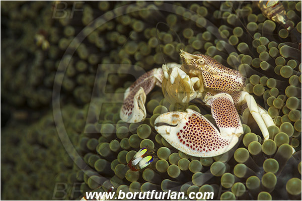 Lembeh strait, Sulawesi, Indonesia, Neopetrolisthes maculatus, Neopetrolisthes, Porcellanidae, Decapoda, Porcelain Crab, Crab, Crustacea, Crustacean