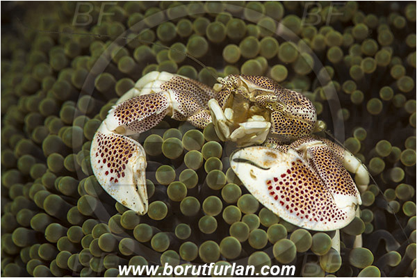 Lembeh strait, Sulawesi, Indonesia, Neopetrolisthes maculatus, Neopetrolisthes, Porcellanidae, Decapoda, Porcelain Crab, Crab, Crustacea, Crustacean