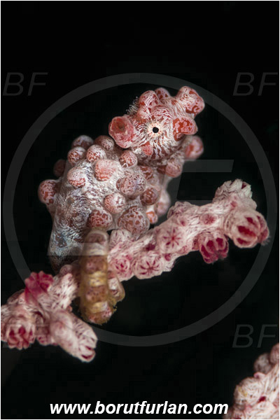 Lembeh strait, Sulawesi, Indonesia, Hippocampus bargibanti, Hippocampus, Syngnathidae, Bargibanti Pygmy Seahorse, Pygmy seahorse, Seahorse, Fish