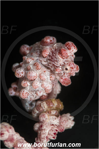 Lembeh strait, Sulawesi, Indonesia, Hippocampus bargibanti, Hippocampus, Syngnathidae, Bargibanti Pygmy Seahorse, Pygmy seahorse, Seahorse, Fish