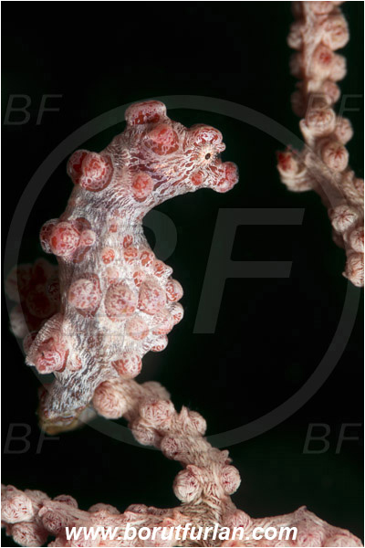 Lembeh strait, Sulawesi, Indonesia, Hippocampus bargibanti, Hippocampus, Syngnathidae, Bargibanti Pygmy Seahorse, Pygmy seahorse, Seahorse, Fish
