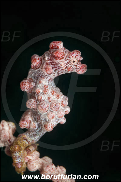 Lembeh strait, Sulawesi, Indonesia, Hippocampus bargibanti, Hippocampus, Syngnathidae, Bargibanti Pygmy Seahorse, Pygmy seahorse, Seahorse, Fish