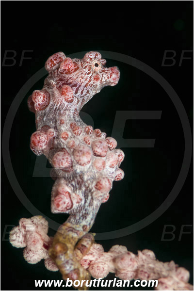 Lembeh strait, Sulawesi, Indonesia, Hippocampus bargibanti, Hippocampus, Syngnathidae, Bargibanti Pygmy Seahorse, Pygmy seahorse, Seahorse, Fish