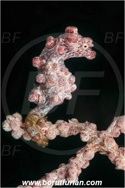 Lembeh strait, Sulawesi, Indonesia, Hippocampus bargibanti, Hippocampus, Syngnathidae, Bargibanti Pygmy Seahorse, Pygmy seahorse, Seahorse, Fish