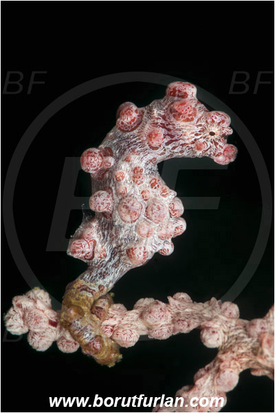 Lembeh strait, Sulawesi, Indonesia, Hippocampus bargibanti, Hippocampus, Syngnathidae, Bargibanti Pygmy Seahorse, Pygmy seahorse, Seahorse, Fish
