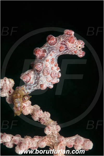Lembeh strait, Sulawesi, Indonesia, Hippocampus bargibanti, Hippocampus, Syngnathidae, Bargibanti Pygmy Seahorse, Pygmy seahorse, Seahorse, Fish