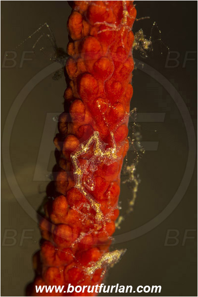 Lembeh strait, Sulawesi, Indonesia, Caprellidae, Amphipoda, Crustacea, Crustacean, Skeleton shrimp, Unidentified