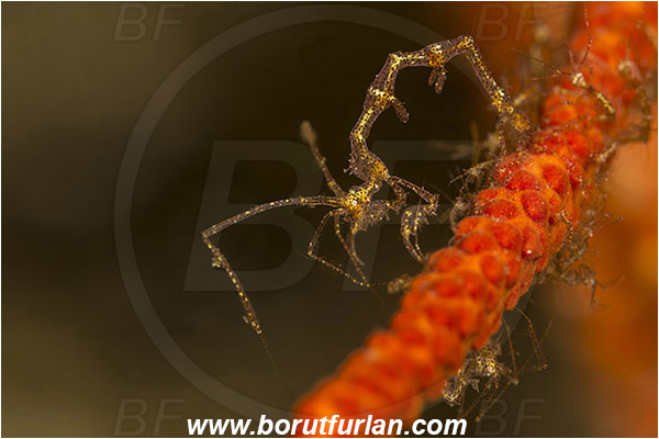 Lembeh strait, Sulawesi, Indonesia, Caprellidae, Amphipoda, Crustacea, Crustacean, Skeleton shrimp, Unidentified