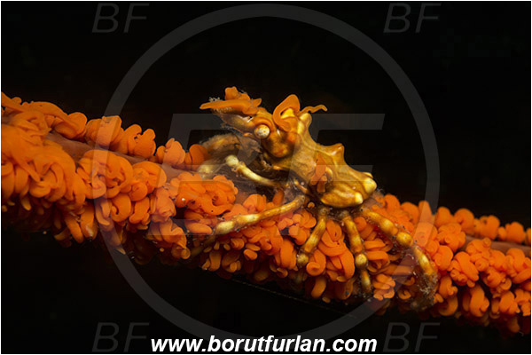 Lembeh strait, Sulawesi, Indonesia, Xenocarcinus tuberculatus, Xenocarcinus, Epialtidae, Decapoda, Whip Coral Spider Crab, Crab, Crustacea, Crustacean