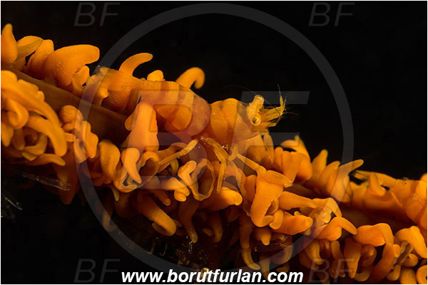 Lembeh strait, Sulawesi, Indonesia, Pontonides unciger, Pontonides, Palaemonidae, Decapoda, Crustacea, Crustacean, Whip Coral Shrimp, Wire Coral Shrimp, Shrimp