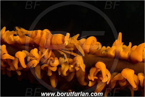 Lembeh strait, Sulawesi, Indonesia, Pontonides unciger, Pontonides, Palaemonidae, Decapoda, Crustacea, Crustacean, Whip Coral Shrimp, Wire Coral Shrimp, Shrimp