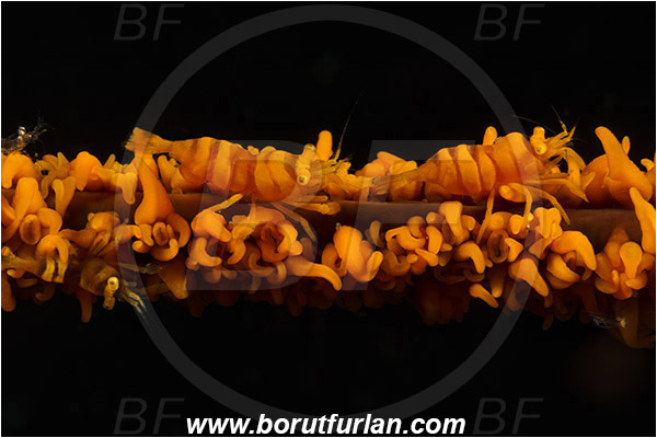 Lembeh strait, Sulawesi, Indonesia, Pontonides unciger, Pontonides, Palaemonidae, Decapoda, Crustacea, Crustacean, Whip Coral Shrimp, Wire Coral Shrimp, Shrimp